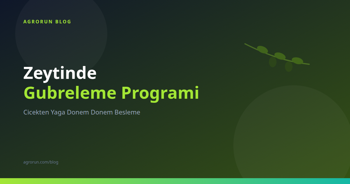 Olive Fertilization Program: A Nutrition Guide from Flower to Oil